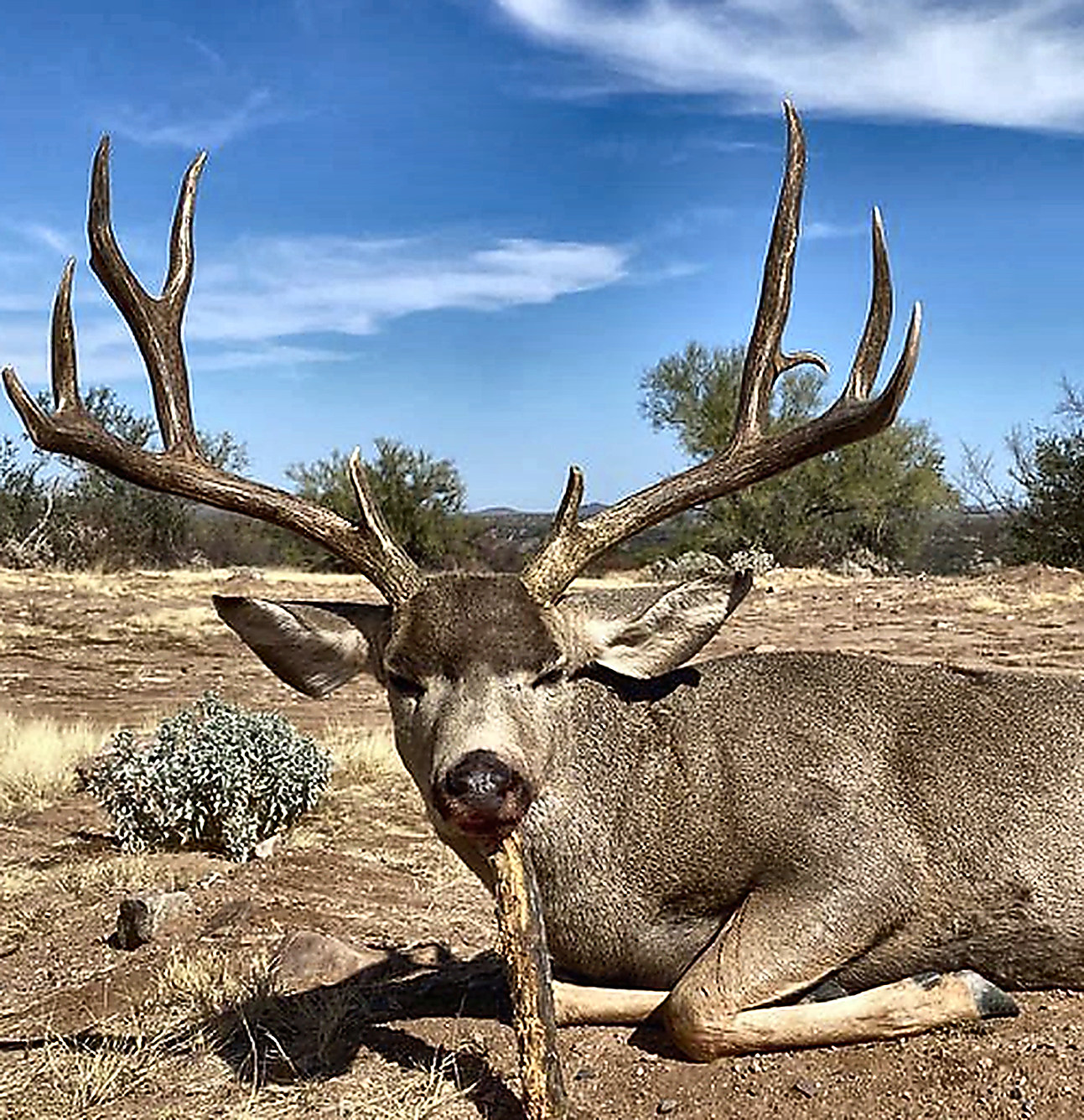 Wide-framed Sonora mule deer buck taken in open desert country