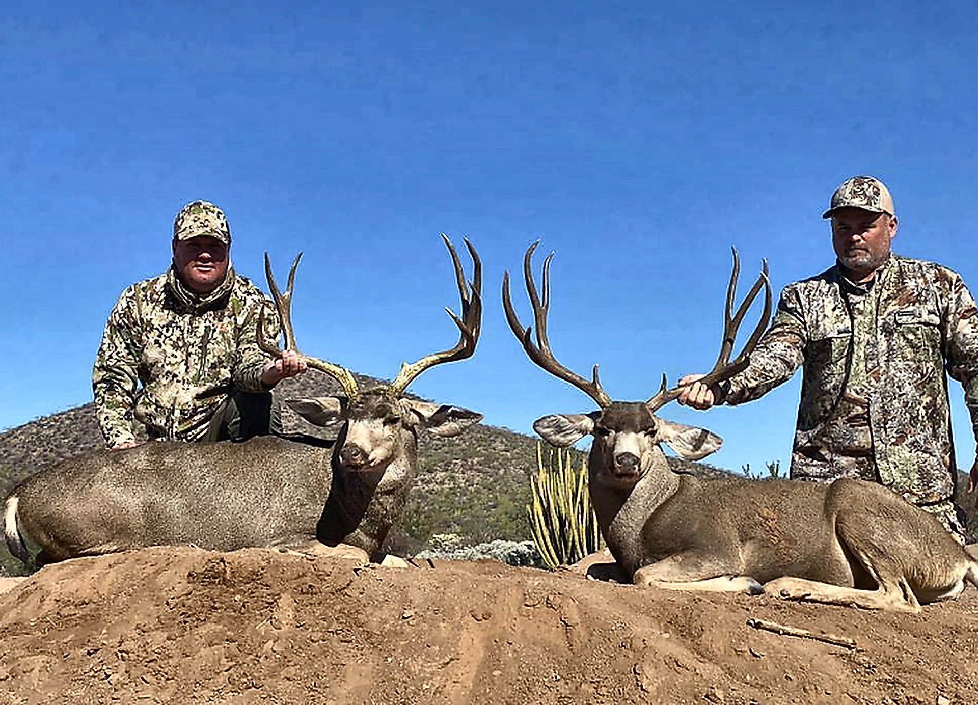Two hunters with a pair of Sonora desert bucks on a ridge of cactus and mesquite