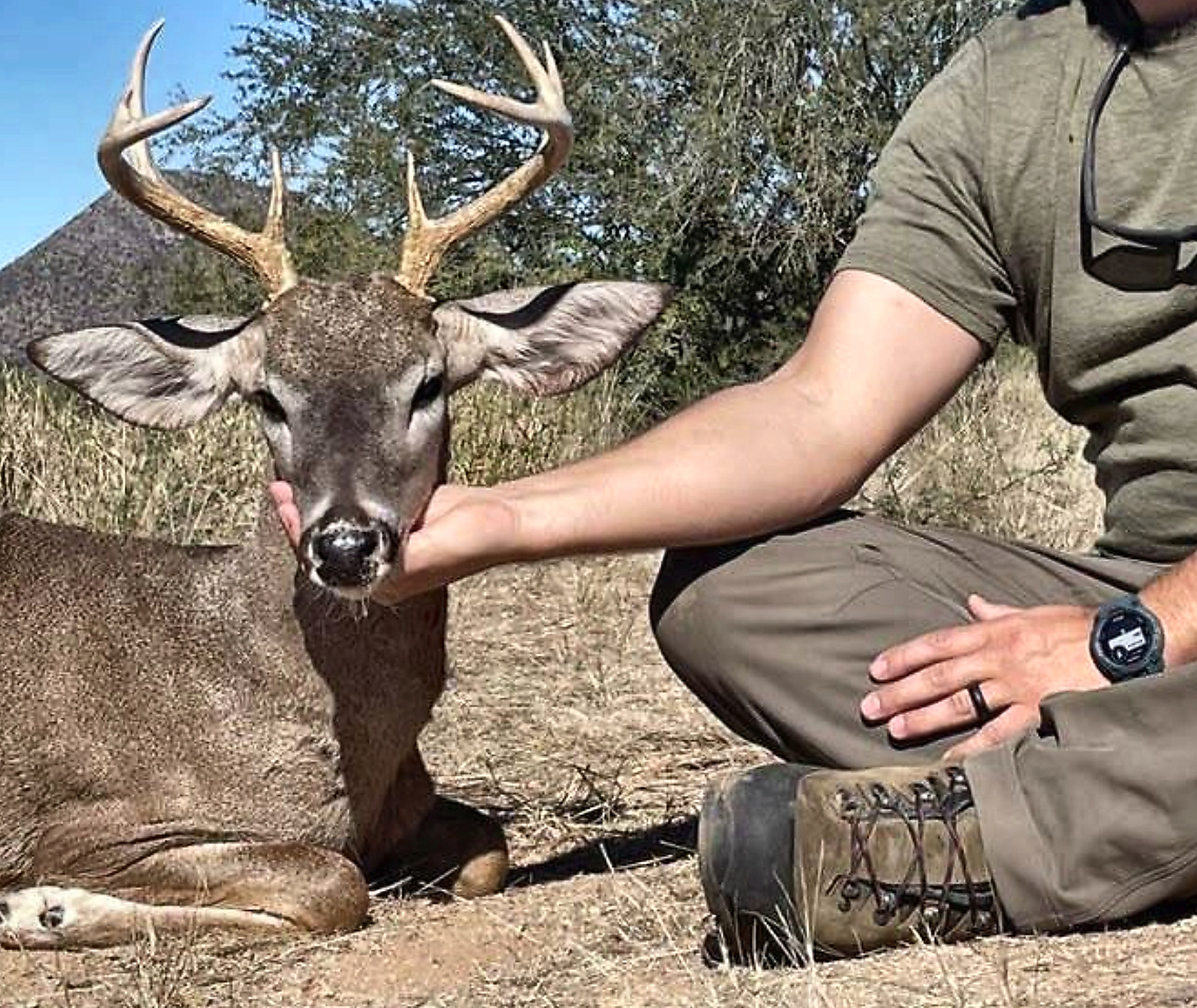 Close-up of a mature Coues whitetail buck taken in the Sonora desert